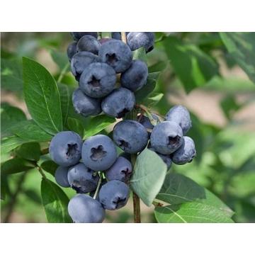 Afin Herbert Vaccinium Herbert la ghiveci C2-C3