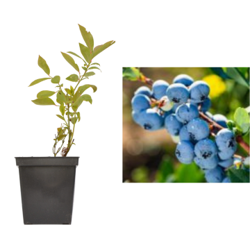 Afin Meader de 20-40cm la ghiveci