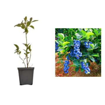 Afin dulce Bluegold de 20-30 cm la ghiveci
