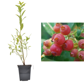 Afin roz de 20-30 cm la ghiveci