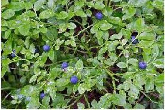 Afine de padure naturale