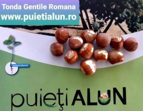 Aluni Tonda Gentile Romana