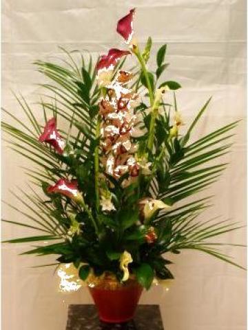 Aranjament floral orhidee, oritogalum si zantetedeschia