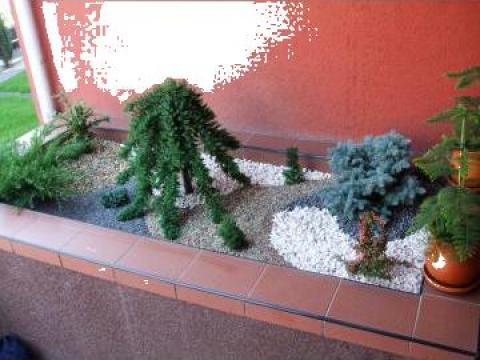 Aranjament gradina mini cu plante