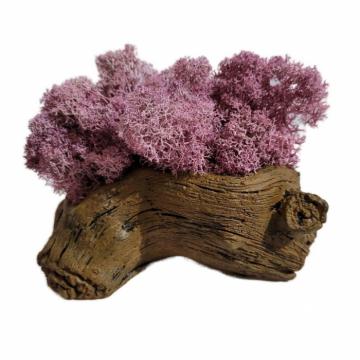 Aranjament licheni ghiveci decorativ multicolor M4