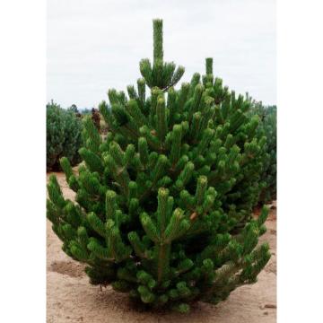Arbore Pin negru Pinus nigra la ghiveci C2-C3