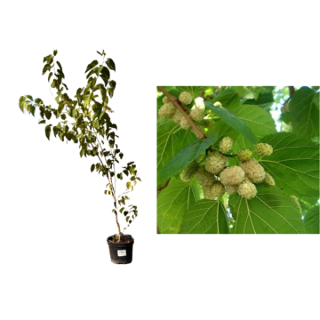 Arbore fructifer Dud alb Morus alba la ghiveci C4