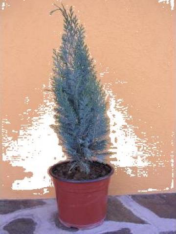 Arbore gradina Chiparos de California (tuia columnaris)