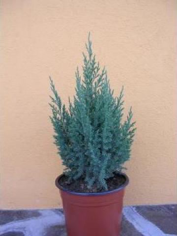 Arbore gradina Juniperus chinensis