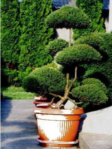 Arbore la ghiveci Bonsai de gradina