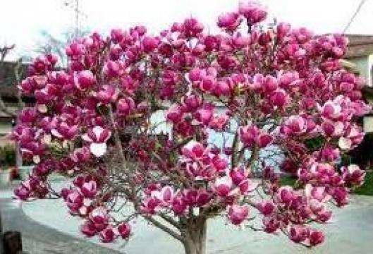 Arbore magnolie alba si mova