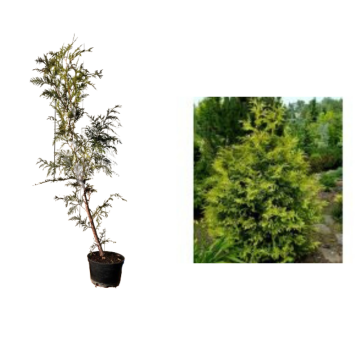 Arbore ornamental Tuia plicata Zebrina la ghiveci C2-C3