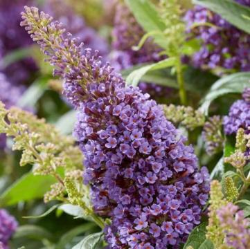 Arbust Buddleja Butterfly Candy Little Lila - Liliac de vara