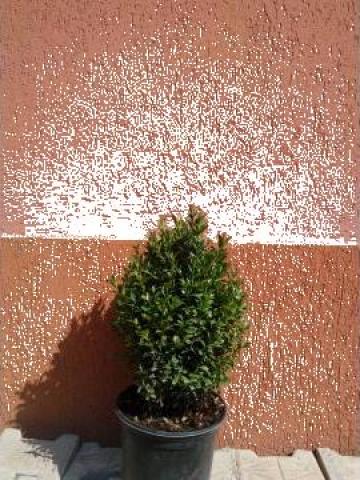 Arbust Buxus Sempervirens