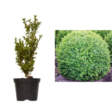 Arbust Buxus sempervirens la ghiveci C2-C3
