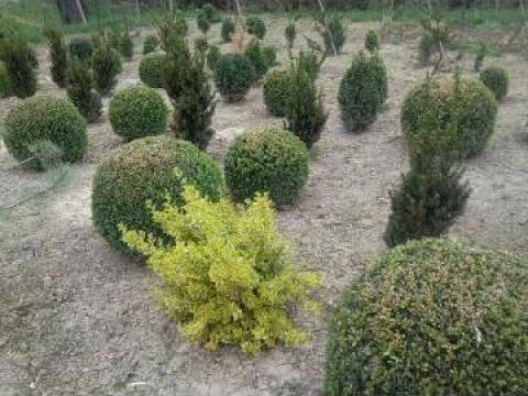 Arbust Buxus semperviresn