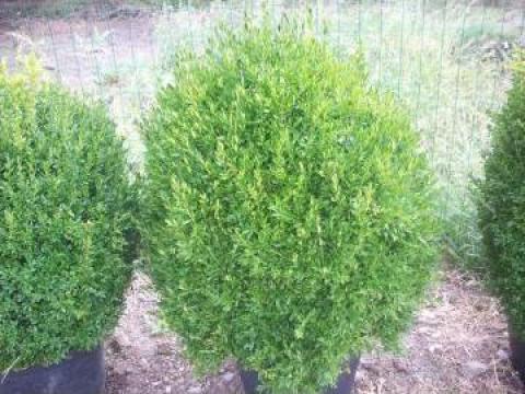 Arbust Buxus