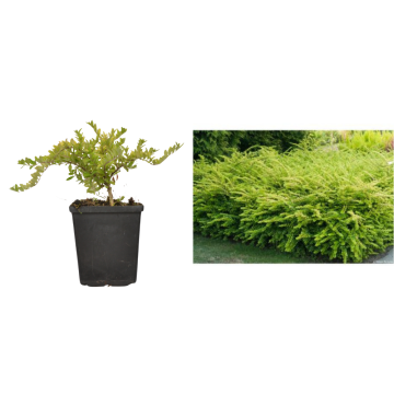 Arbust Caprifoi tarator verde de 20-30cm