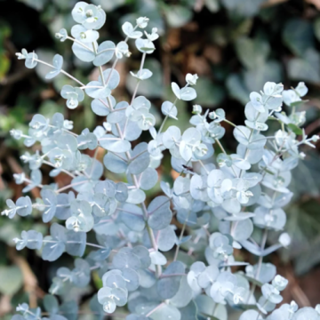 Arbust Eucalyptus gunii azura 2,5 m, in ghiveci