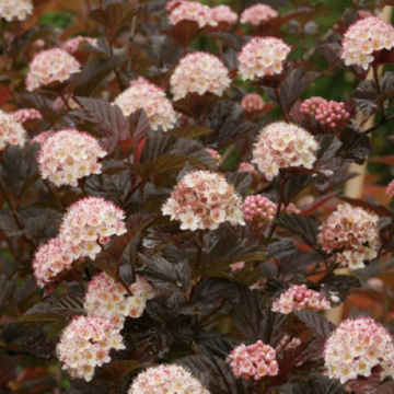 Arbust Fizocarp Opulifolius Andre, in ghiveci, 50-70 cm