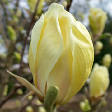 Arbust Magnolia Yellow Lantern la ghiveci de 5 litri