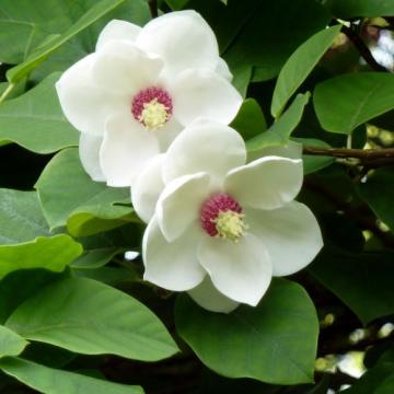 Arbust Magnolia alba Sieboldii la ghiveci