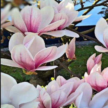 Arbust Magnolia soulangeana Amabilis la ghiveci, roz cu alb