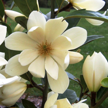 Arbust Magnolia vesnic verde Fairy la ghiveci de 5litri