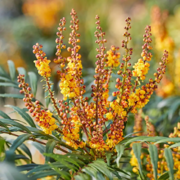 Arbust Mahonia Volcano la ghiveci de 19 cm