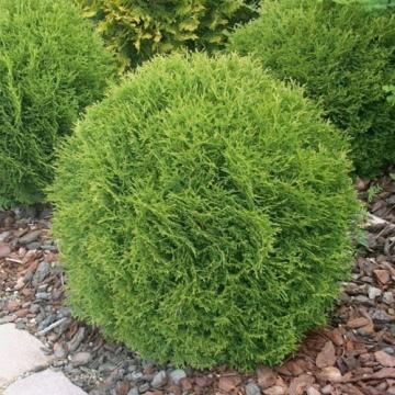 Arbust Thuja occidentalis Danica la ghiveci