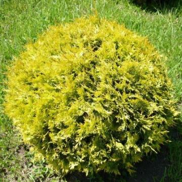 Arbust Thuja occidentalis Globosa la ghiveci