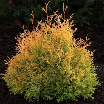 Arbust Thuja occidentalis Rheingold la ghiveci