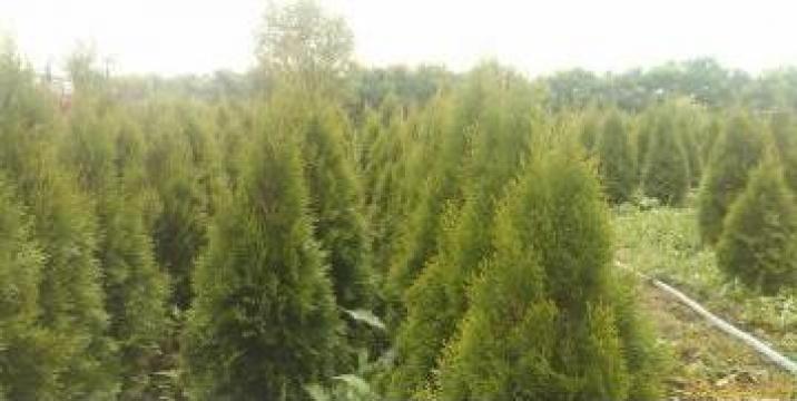 Arbust Tuia Smaragd, Buxus Sempervirens