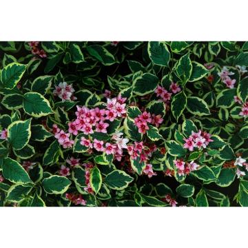 Arbust Weigela bicolora Variegata de 20-30cm la ghiveci