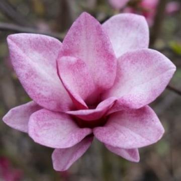 Arbust ornamental Magnolia Starburst la ghiveci de 5 litri