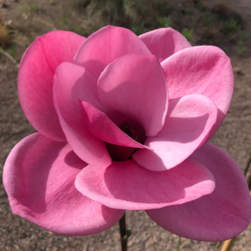Arbust ornamental Magnolia Watermelon la ghiveci de 7,5litri
