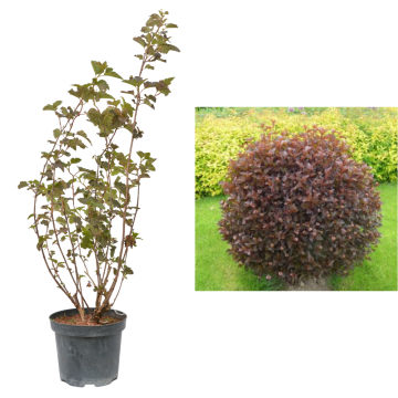 Arbust ornamental Physocarpus Red Baron la ghiveci C2-C3