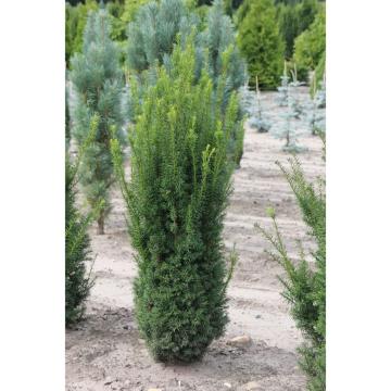 Arbust ornamental Taxus (Tisa) Hilli de 25cm la ghiveci