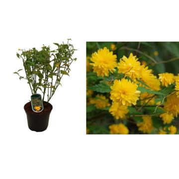 Arbust ornamental Teisor Kerria japonica la ghiveci C2-C3