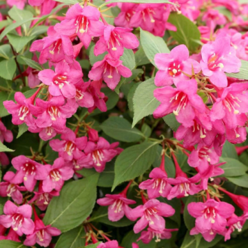 Arbust ornamental Weigela roz Rosea la ghiveci