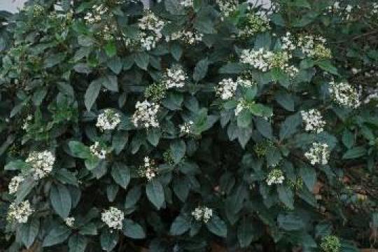 Arbust peren ornamental Viburnum Opulus Compactum, h=~1 m