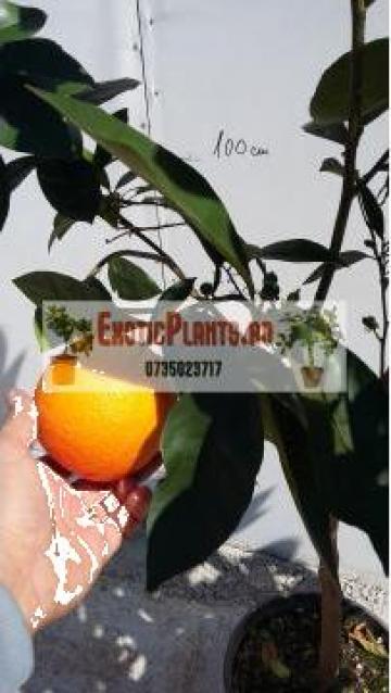 Arbust portocal altoit la ghiveci