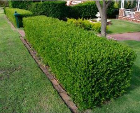 Arbusti Buxus,Tuia, gard viu, mur, zmeura, vita de vie