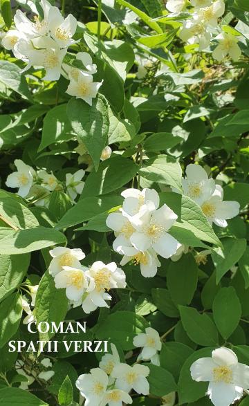 Arbusti Philadelphus Coronarius (Iasomia de gradina)