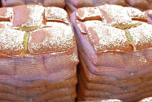 Arpagic ceapa Olanda