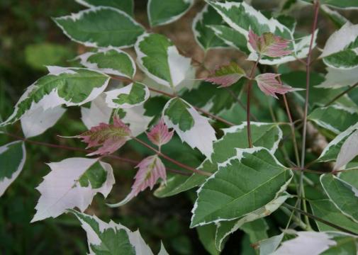 Artar american Acer negundo Flamingo