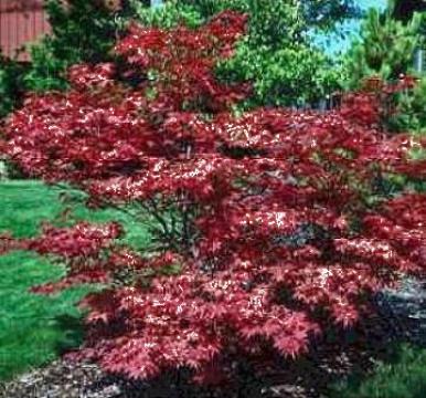 Artar japonez Acer Palmatum Atropurpureum
