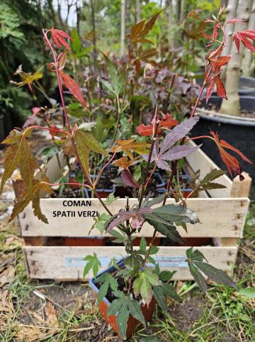 Artar japonez rosu Acer palmatum Atropurpureum