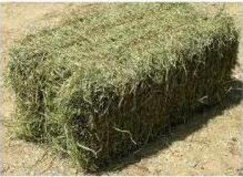 Baloti lucerna mici sau mari in Constanta 13-14kg