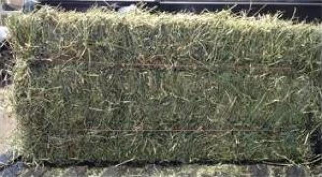 Baloti lucerna verde